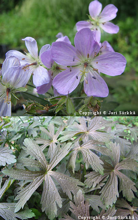 Geranium maculatum 'Espresso', t�pl�kurjenpolvi